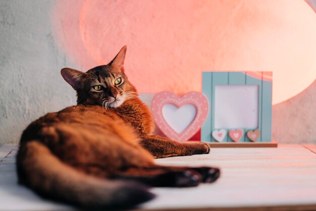 Gato rojo esponjoso con decoración del día de san valentín en una tarjeta de vista romántica y acogedora