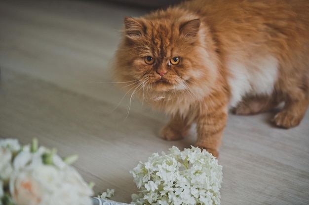 Un gato rojo y esponjoso está de pie junto a las flores 2511