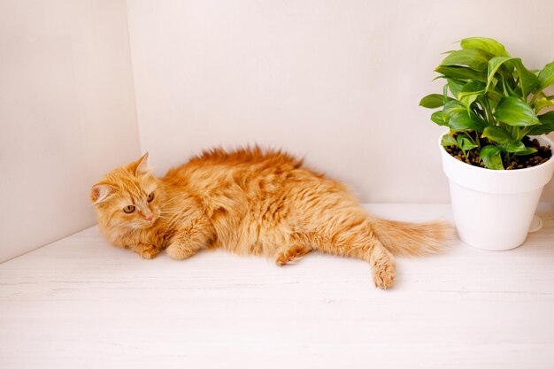 Un gato rojo, esponjoso y hermoso yace en un alféizar blanco junto a una maceta y parece asustado