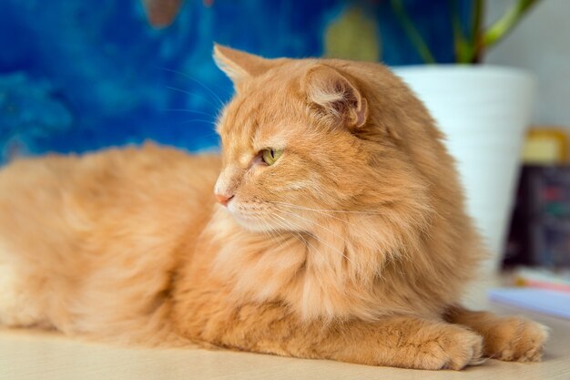 Foto gato rojo esponjoso mira hacia otro lado en primer plano