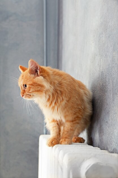 Gato rojo esponjoso en radiador cálido cerca de la pared gris