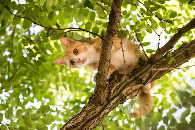 El gato rojo está sentado en un árbol con una mirada asustada