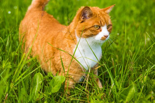 Gato rojo está sentado en la hierba verde de cerca