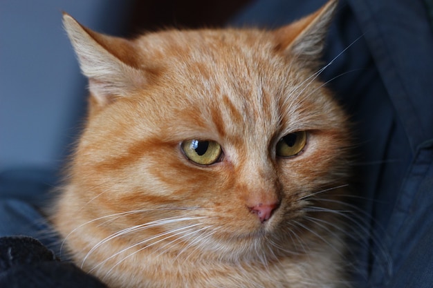 El gato rojo está sentado en las manos de un hombre.