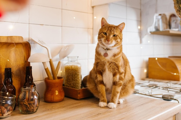 El gato rojo está sentado en un mostrador de la cocina junto a un frasco de especias