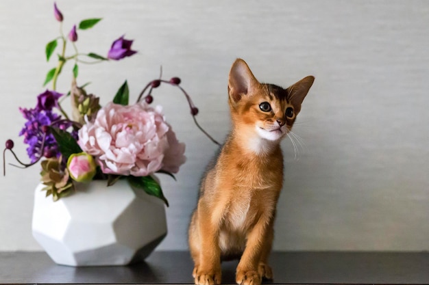 Gato rojo con florero