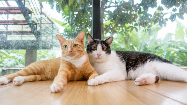 Gato rojo y gato blanco y negro que miente en el cuarto.