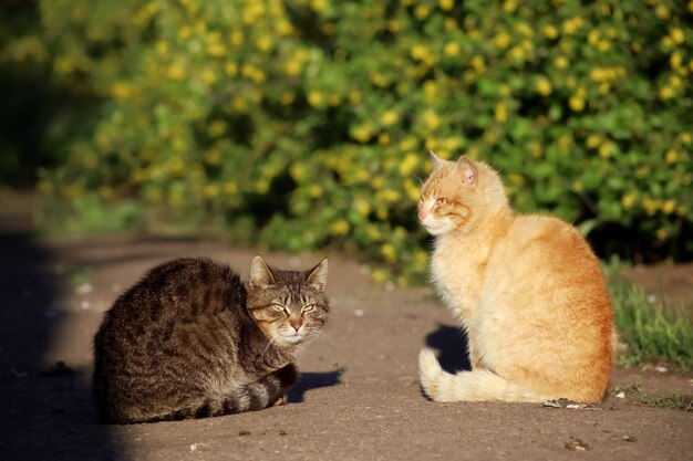 El gato rojo y el gato gris se paran uno frente al otro y se preparan para la batalla.