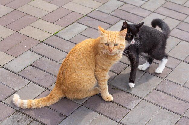 Un gato rojo y un gato negro en el patio.