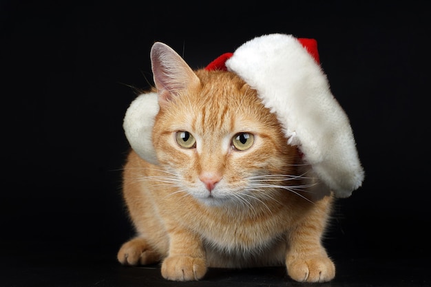 Gato rojo con gorro de Papá Noel se asienta sobre un fondo negro, tarjeta de año nuevo, humor navideño.