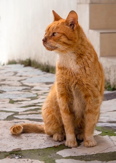 Un gato rojo griego camina por la calle de un pueblo griego en la isla de Evia Grecia