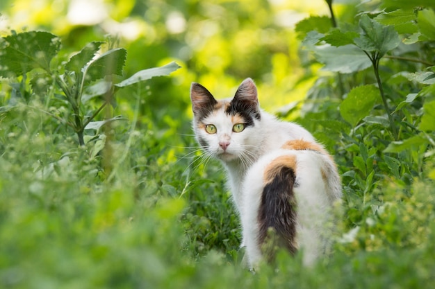 Gato rojo en la hierba