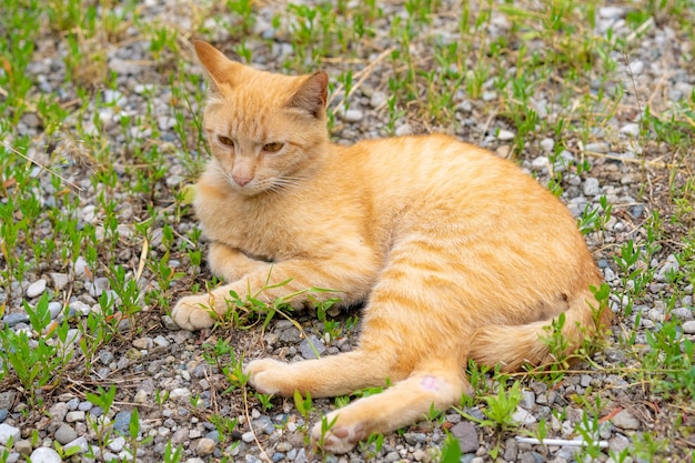 Gato rojo sin hogar yace en el suelo