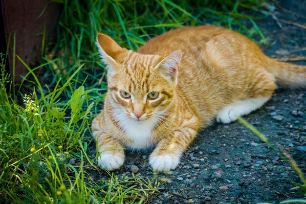 Gato rojo en jardín