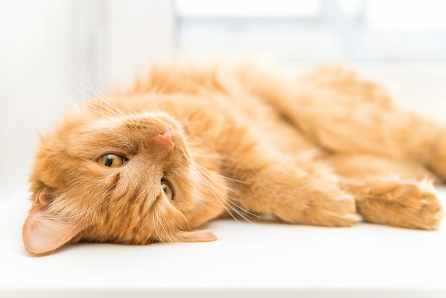 Gato rojo, linda mascota acostada y mirando a la cámara, hermoso gato descansando