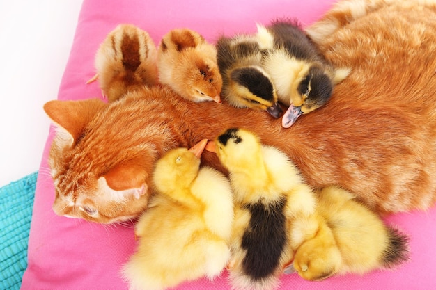 Gato rojo con lindos patitos en almohada rosa de cerca