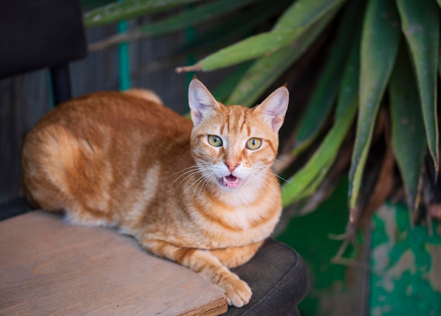 Gato rojo con un maullido de boca abierta bostezando contra un fondo verde borroso Primer plano retrato de cara de gato jengibre divertido maullando y abriendo ampliamente la boca sentado en una silla Enfoque superficial