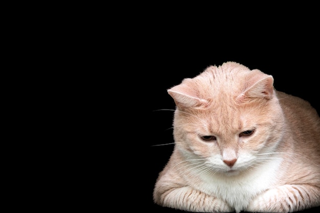 El gato rojo mira hacia abajo. Aislado en un fondo negro