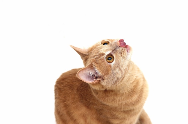 El gato rojo mira hacia arriba y se lame los labios.