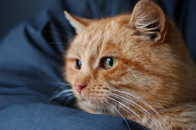 El gato rojo mira en el primer plano de la ventana