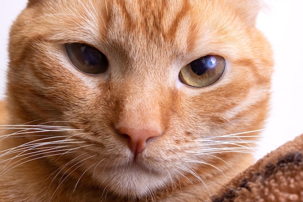 Gato rojo con una mirada arrogante crítica