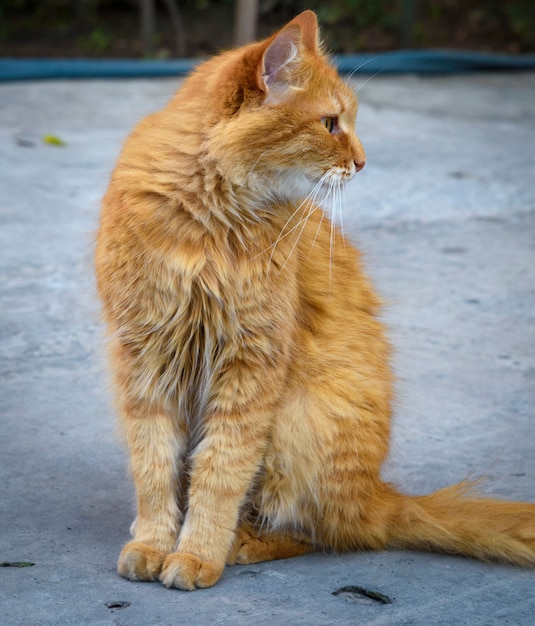 Gato rojo mullido sentado en el asfalto