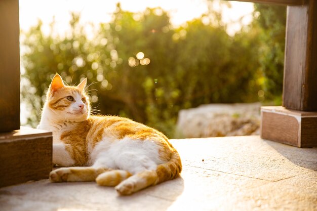 Foto gato rojo en la naturaleza