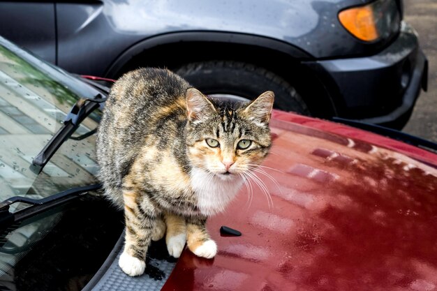 Foto el gato rojo negro está sentado en el auto