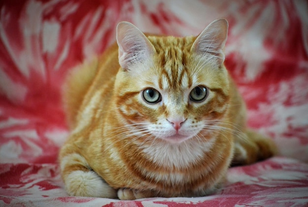 Gato rojo con ojos verdes se sienta en la cama