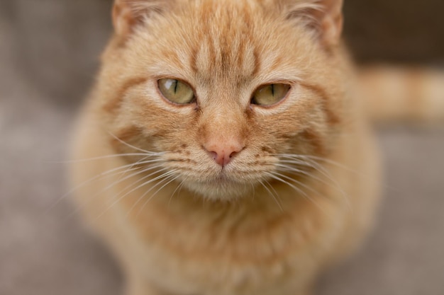 gato rojo con ojos verdes