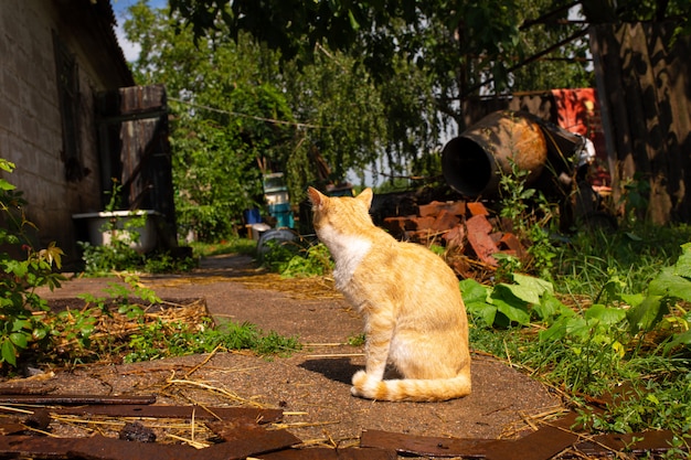 Gato rojo en el patio de la casa en el pueblo. Gato rojo camina verano al aire libre.