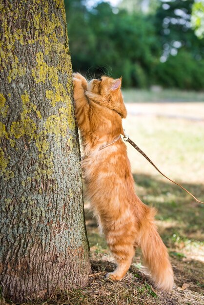 Gato rojo persa afila sus garras contra el árbol
