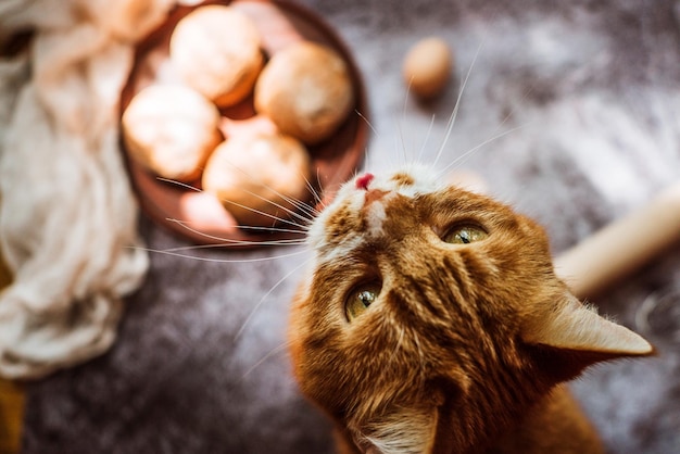 El gato rojo pide comer en la mesa donde se cocina la comida.