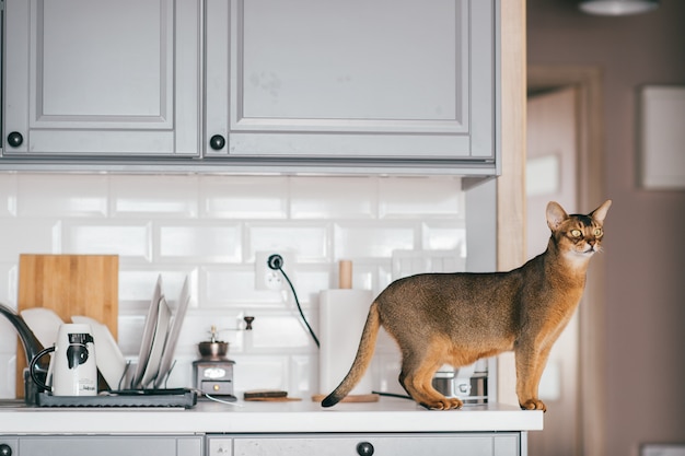 Gato rojo de pie sobre la mesa con kitechenware.