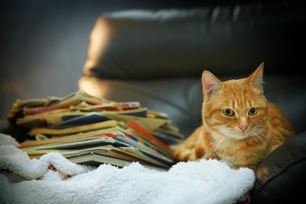 Gato rojo y pila de libros en una silla de cuero de cerca