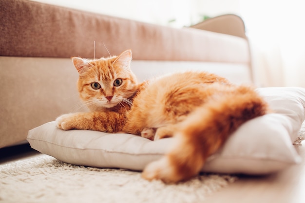 Foto gato rojo que miente en la almohada en casa.