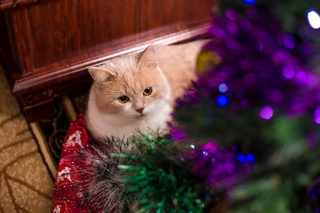 Gato rojo que miente debajo del árbol en Año Nuevo