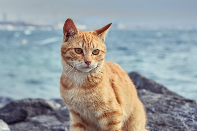 Gato rojo rayado se asienta sobre rocas costeras cerca del estrecho del Cuerno de Oro en Estambul Turquia