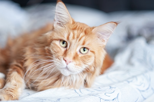 gato rojo de la raza Maine Coon