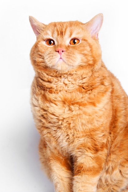 Gato rojo de raza Selkirk rex.