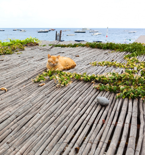 Gato rojo relajante cerca del mar en positano