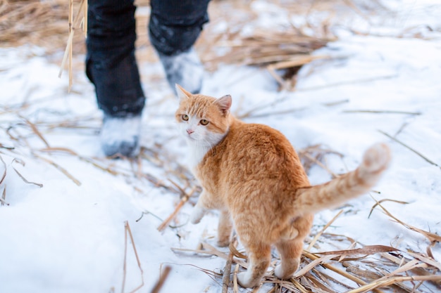 Un gato rojo salió a pasear en un día de invierno.