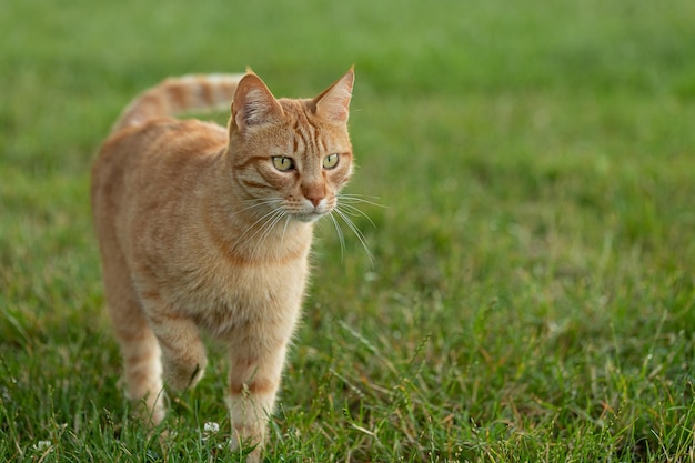 Gato rojo salvaje a punto de cazar presas en un césped verde fresco