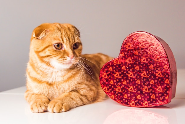 Gato rojo Scottish Fold con caja de corazón rojo en el día de San Valentín