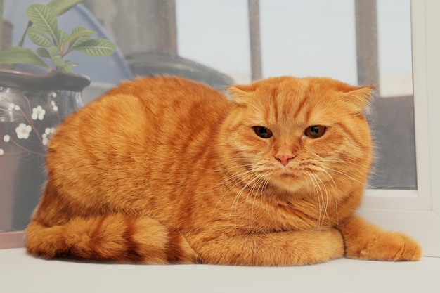 Gato rojo scottish fold disgustado