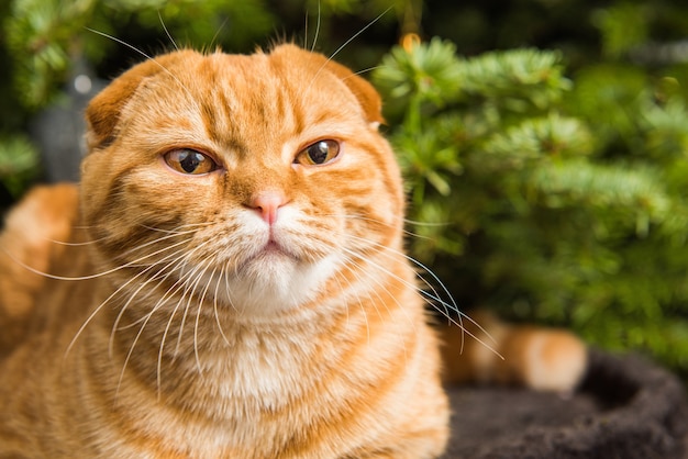 Gato rojo Scottish Fold rojo está sentado cerca del árbol de Navidad