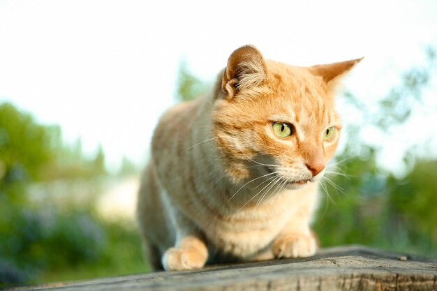 Gato rojo sentado afuera