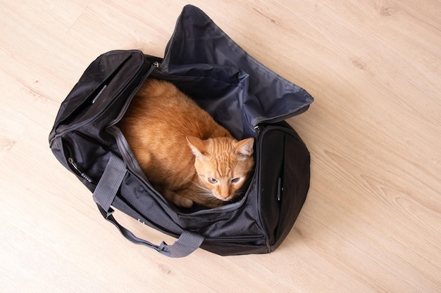 Gato rojo sentado en una bolsa de viaje