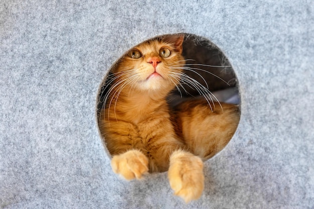 El gato rojo se sienta en una casa de gatos de fieltro y mira hacia arriba.