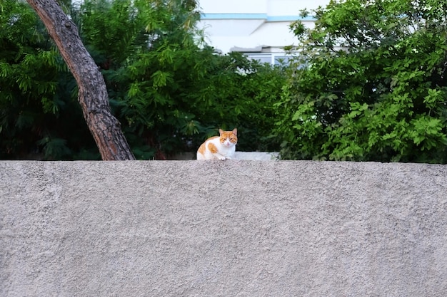 El gato rojo se sienta en una pared de hormigón gris contra el fondo de un follaje brillante de árboles